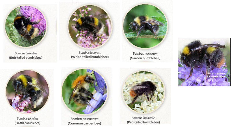 The 7 bumblebee species found on campus along the bumblebee monitoring transect. Image credit: All Ireland Pollinator Plan website.